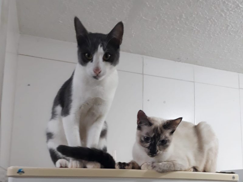 2 Gatos (Adoção Urgente)