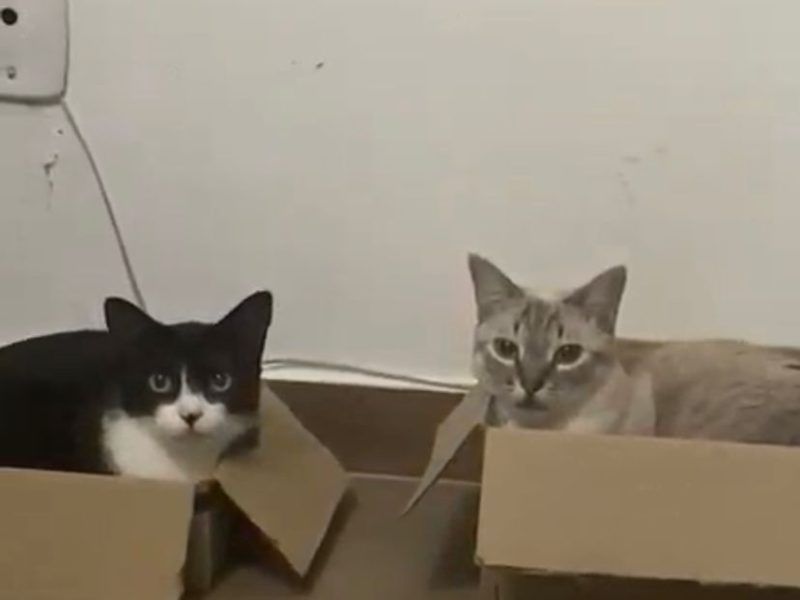 2 Gatas (Adoção Urgente)