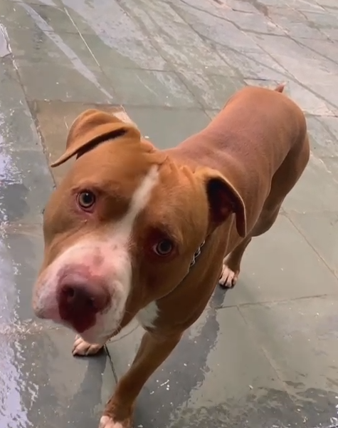 Pitbull (Adoção Urgente)