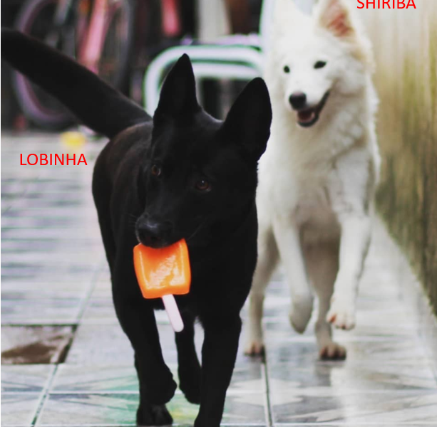 Lobinha & Shiriba (Adoção Urgente)