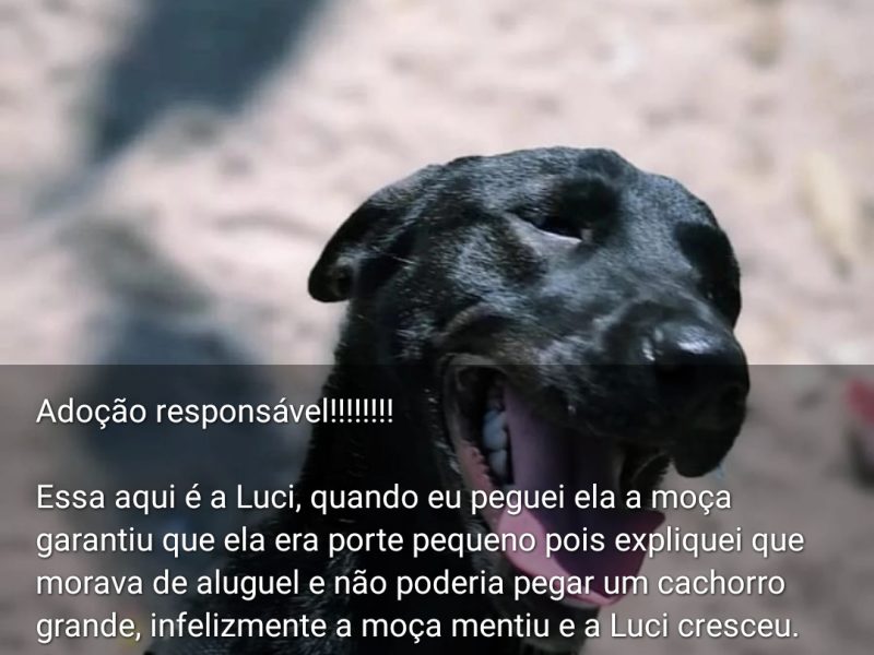 Luci (Adoção Urgente)