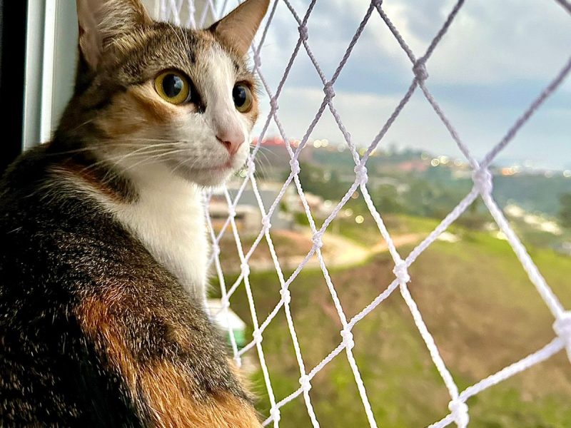 2 Gatos (Adoção Urgente)