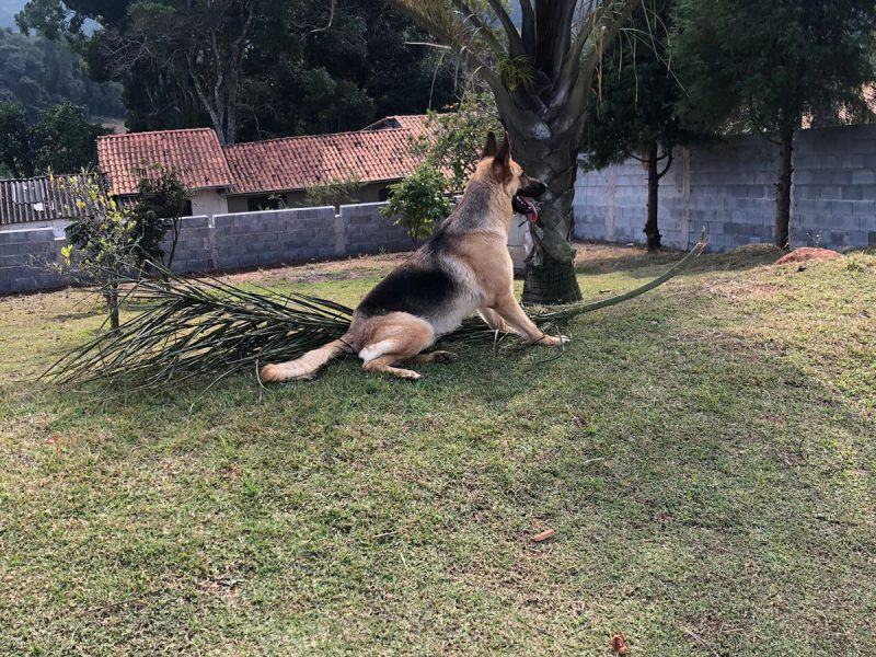 Lua (Adoção Urgente)