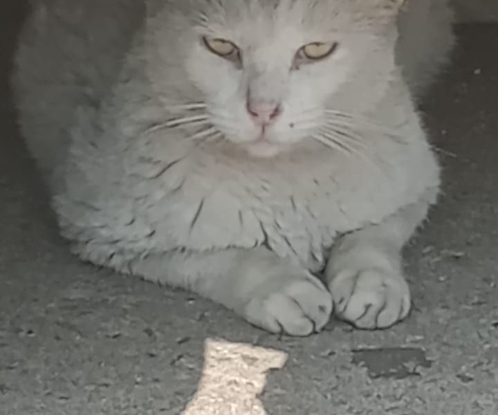 Gato (Adoção Urgente)