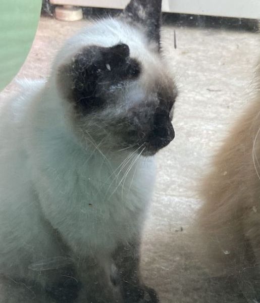 3 Gatos (Adoção Urgente)