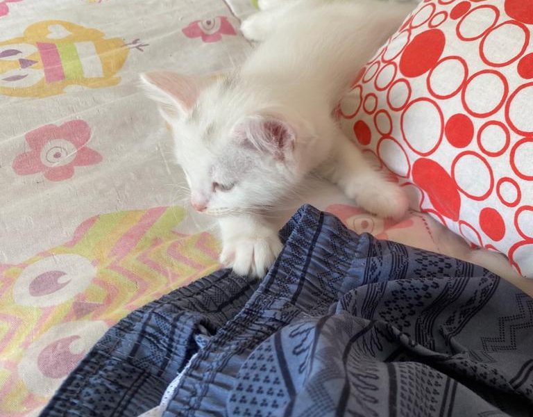 4 Gatos (Adoção Urgente)