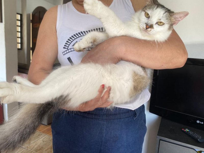 4 Gatos (Adoção Urgente)
