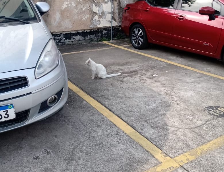 Gato (Adoção Urgente)