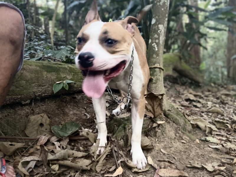 Thor (Adoção Urgente)