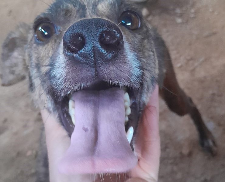 2 Cães (Adoção Urgente)