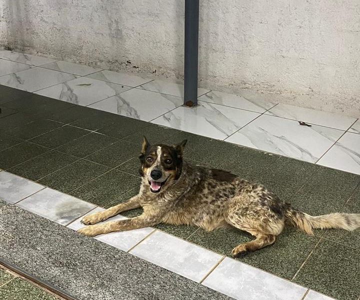 Cacau (Adoção Urgente)