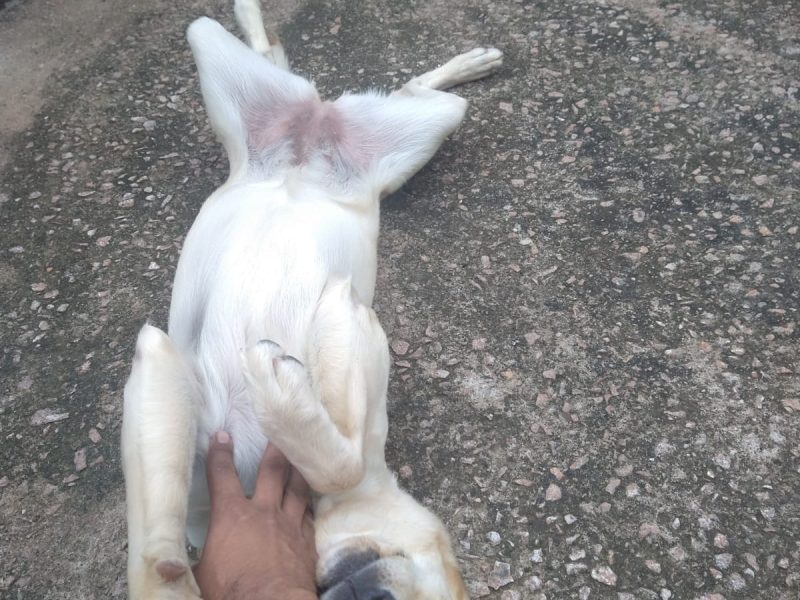 Cacau (Adoção Urgente)