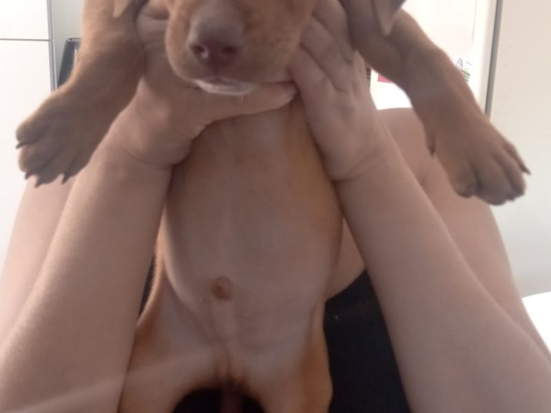 Billy (Adoção Urgente)