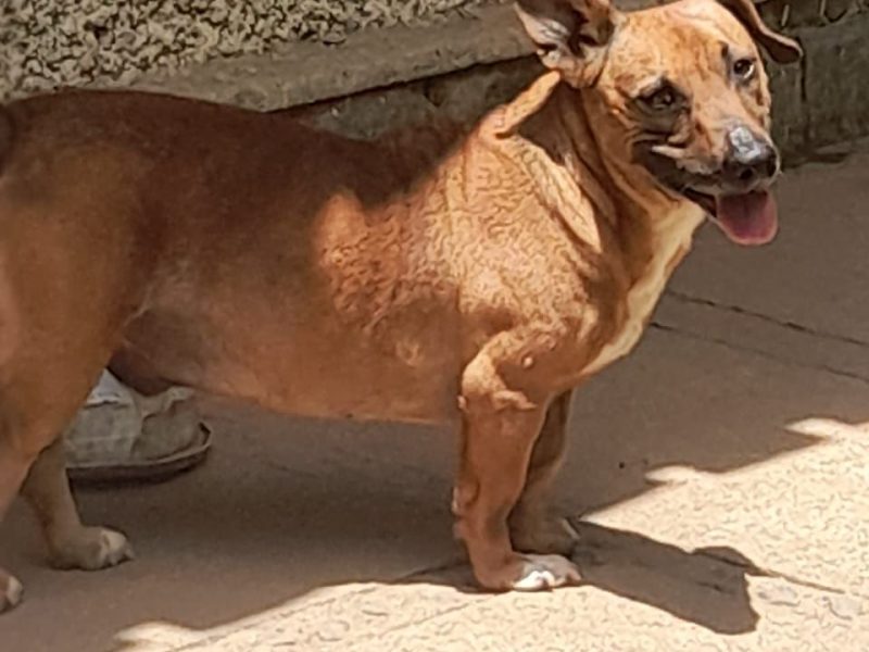 2 Cães (Adoção Urgente)