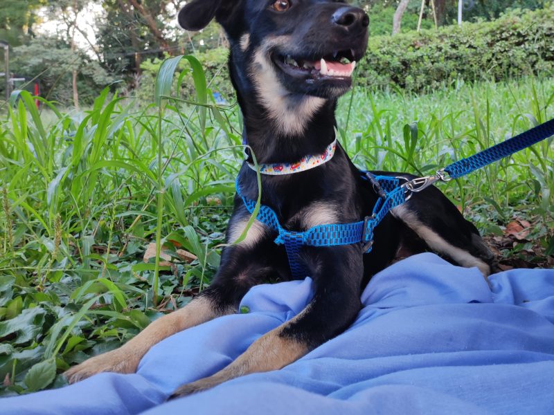 Teddy e Lucky (Adoção Urgente)