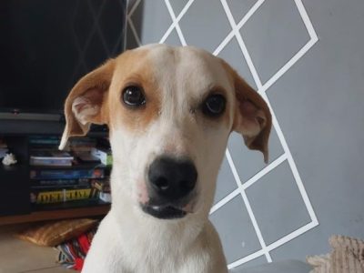 Costelinha (Adoção Urgente)