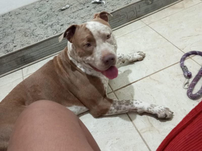 Pitbull (Adoção Urgente)