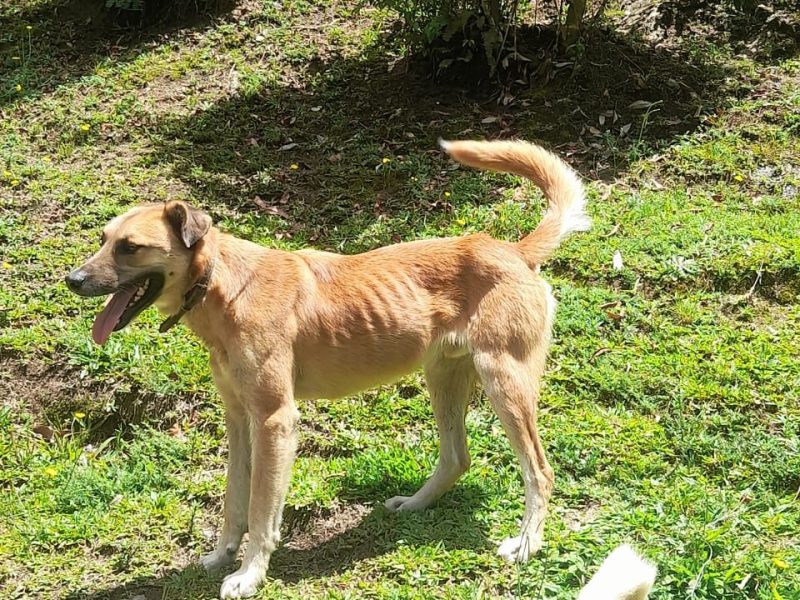 2 Cães (Adoção Urgente)