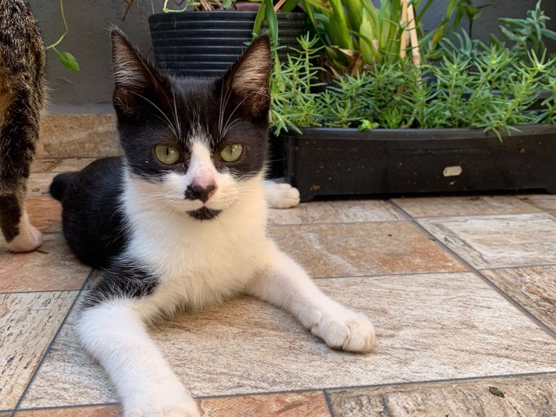 5 Gatos (Adoção Urgente)