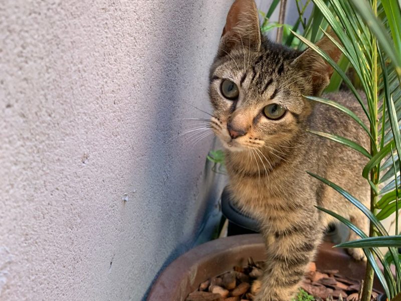 5 Gatos (Adoção Urgente)