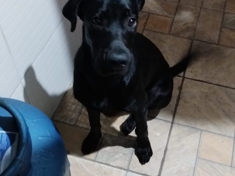 Ralphy (Adoção Urgente)