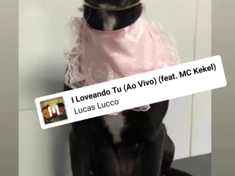 Lupita (Adoção Urgente)