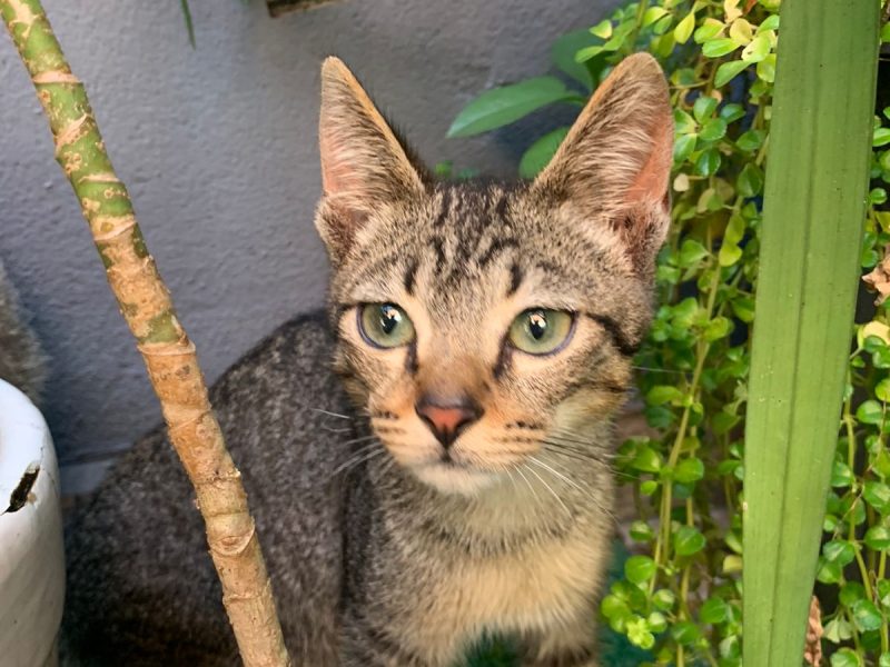 5 Gatos (Adoção Urgente)