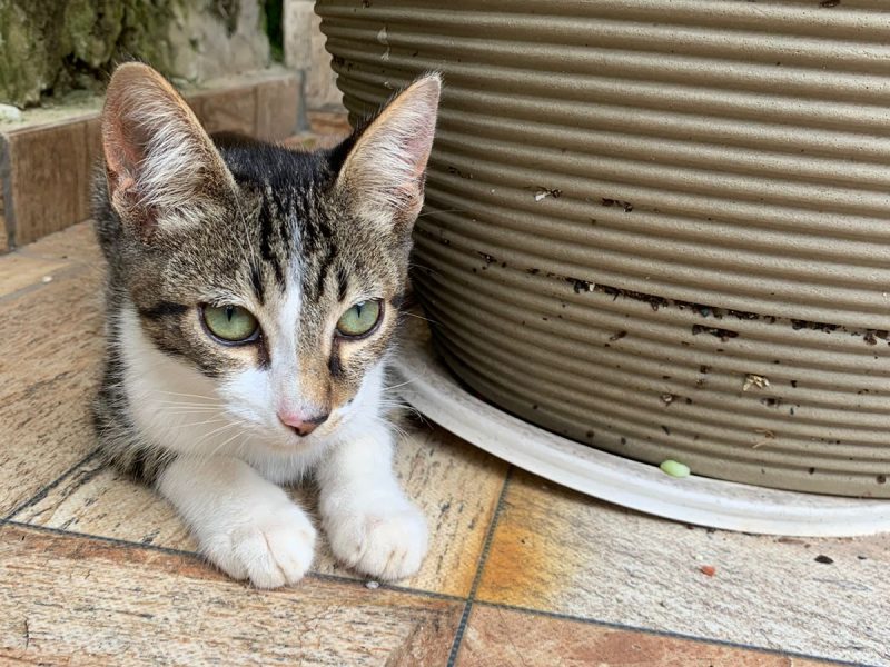 5 Gatos (Adoção Urgente)