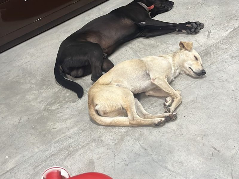 2 Cães (Adoção Urgente)