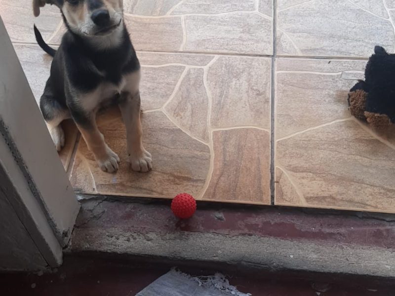 Princesa (Adoção Urgente)