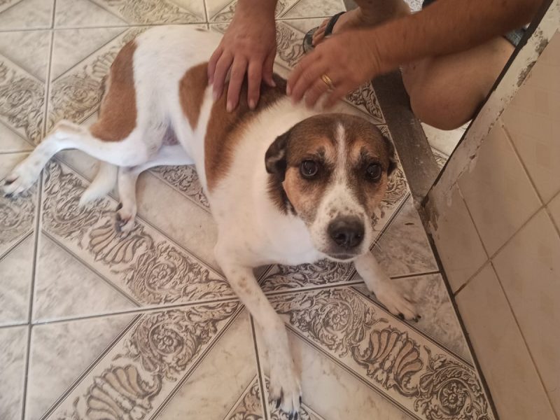 Porte P (Adoção Urgente)
