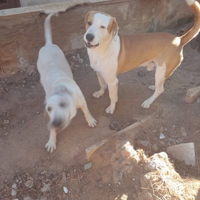 Simba e estrela