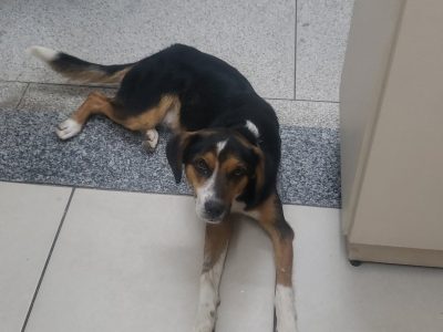 Toby (Adoção Urgente)
