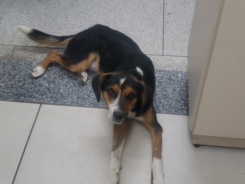 Toby (Adoção Urgente)