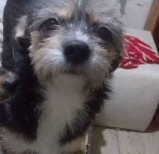 3 Cães (Adoção Urgente)