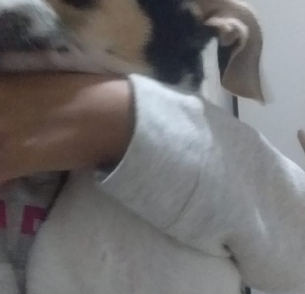 3 Cães (Adoção Urgente)