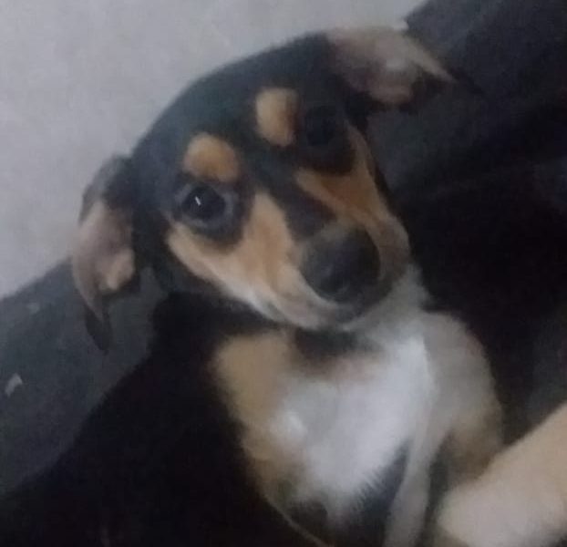 3 Cães (Adoção Urgente)