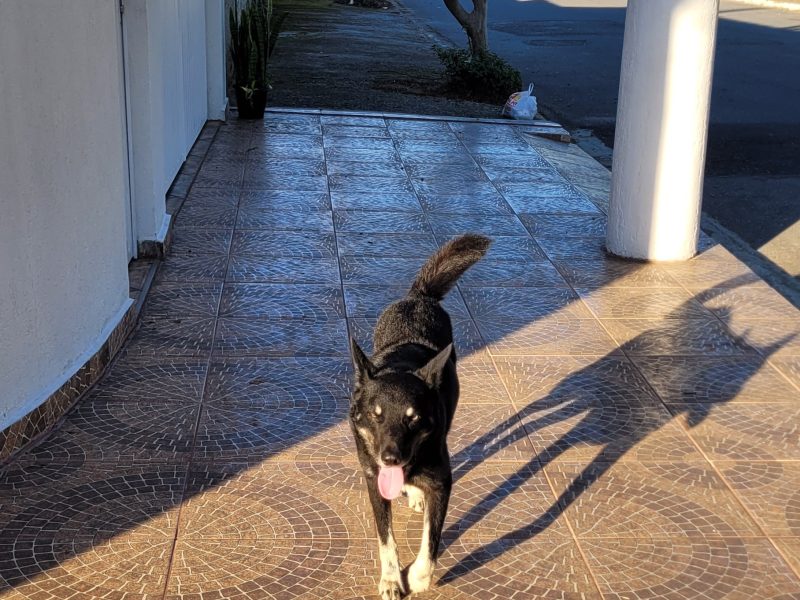 Thor (Adoção Urgente)