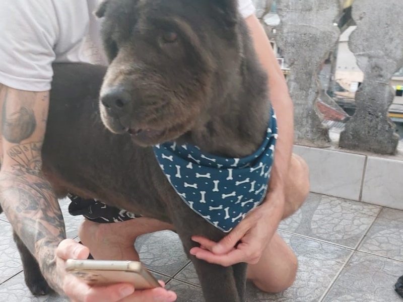 Chow-Chow (Adoção Urgente)