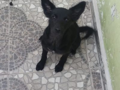 Filhote (Adoção Urgente)