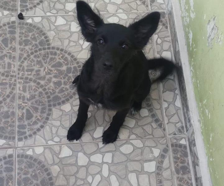 Filhote (Adoção Urgente)
