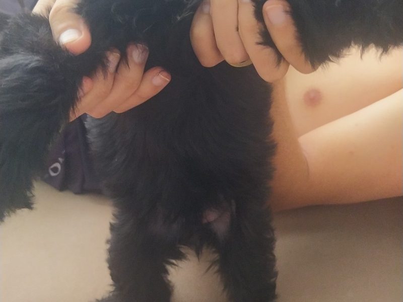 Simba (Adoção Urgente)