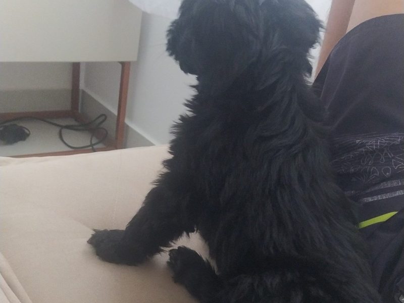 Simba (Adoção Urgente)