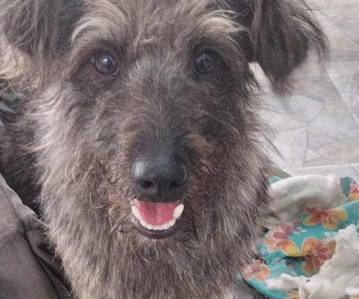 Lupi (Adoção Urgente)