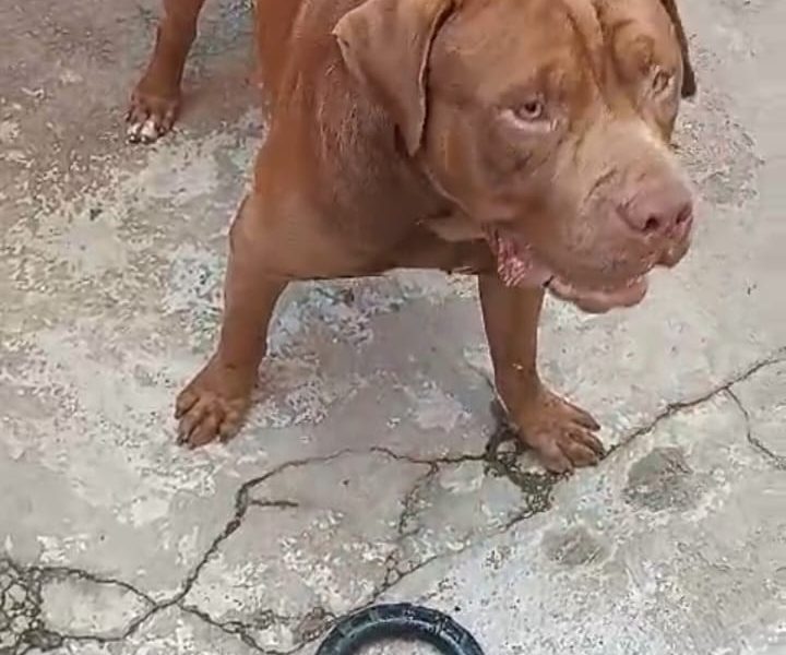 2 Cães (Adoção Urgente)