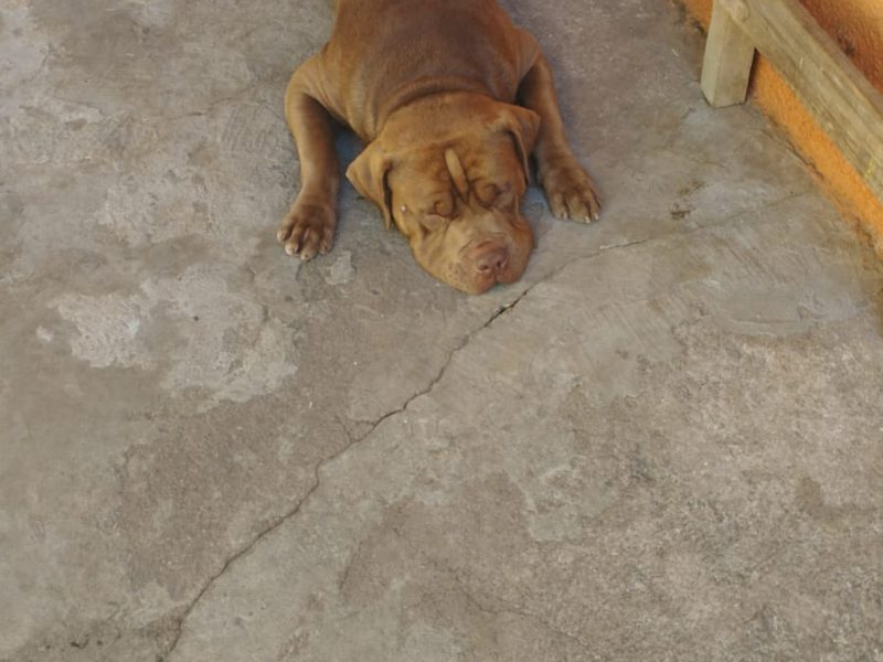 2 Cães (Adoção Urgente)