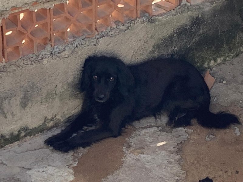 7 Cães (Adoção Urgente)