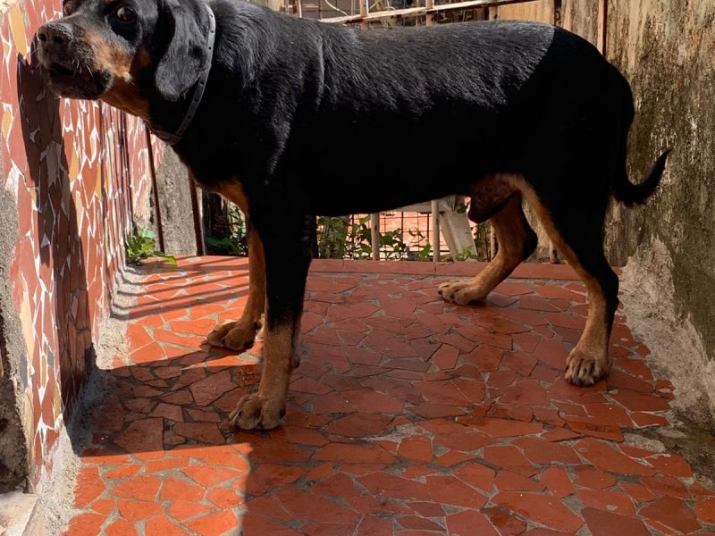 7 Cães (Adoção Urgente)