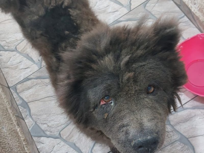 Chow-Chow (Adoção Urgente)