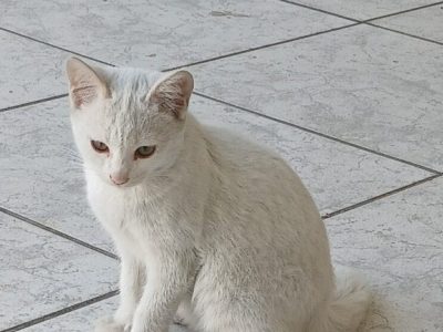 Pelucia (Adoção Urgente)